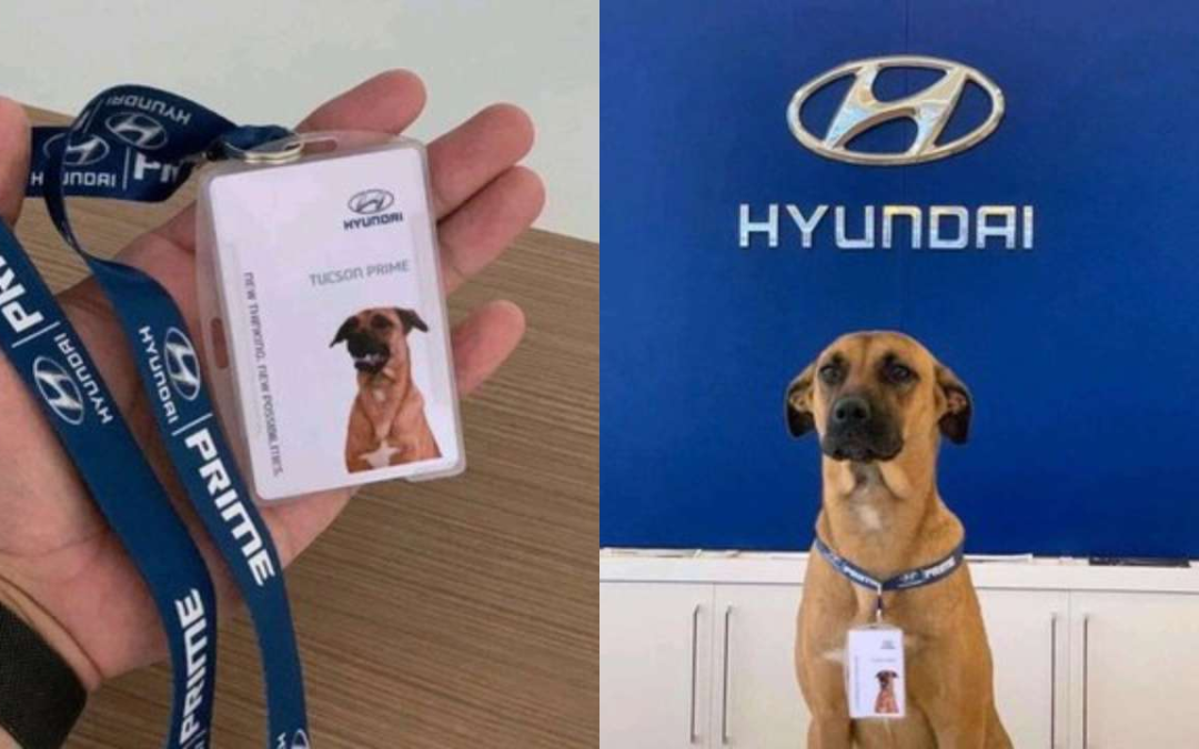 Hyundai Brazil hires street dog as car salesman